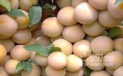 فروش آلو