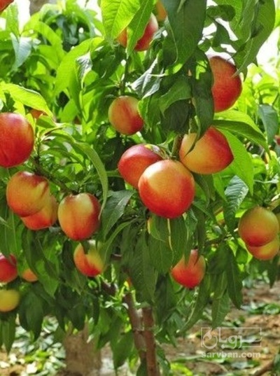 فروش شلیل