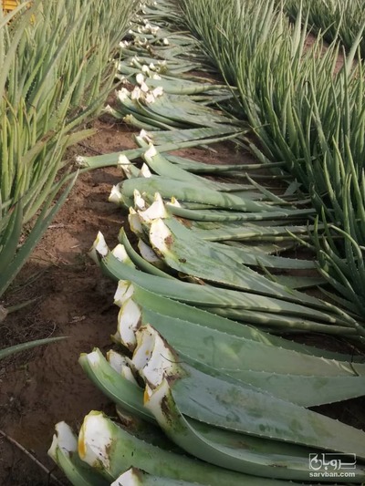 فروش آلوئه ورا