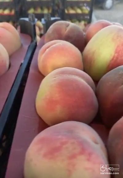 فروش هلو زعفرانی