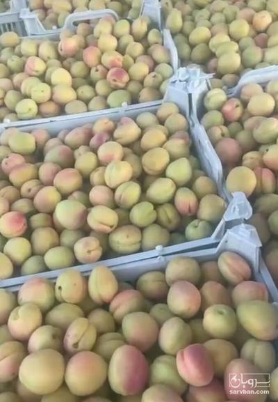 فروش زردآلو