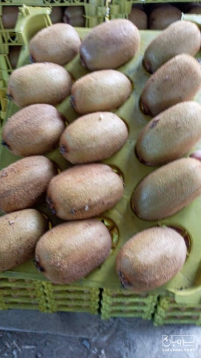 فروش کیوی ممتاز