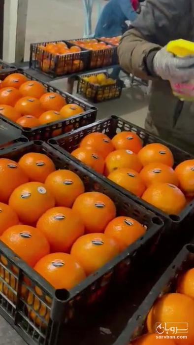 فروش پرتقال تامسون