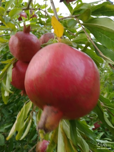 فروش انار 2