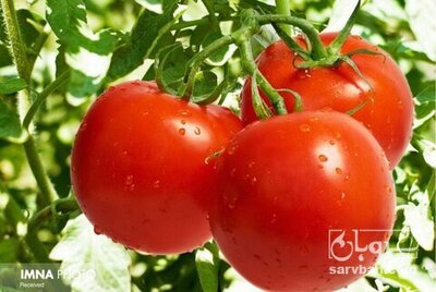 خرید گوجه فرنگی