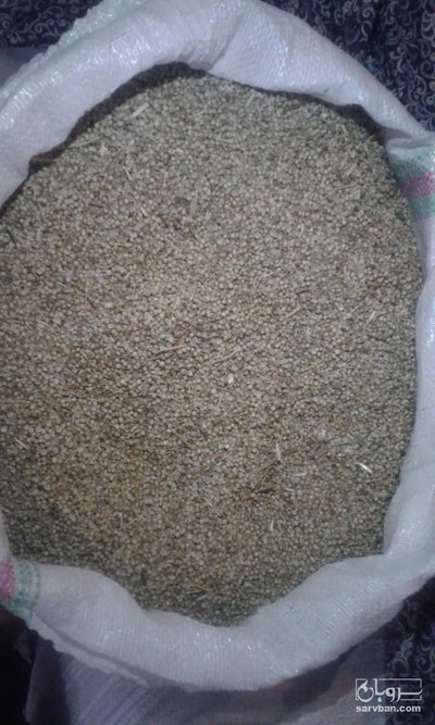 فروش تخم گشنیز