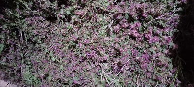 فروش بادرنجبویه