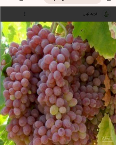 فروش انگور