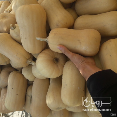 فروش کدو حلوایی ساکاتا