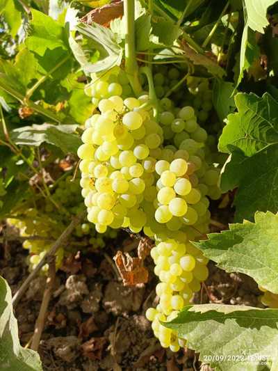 فروش انگور بی دانه