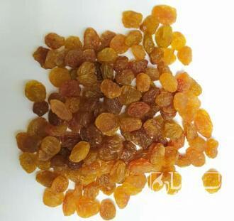 فروش کشمش پلویی طلایی