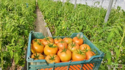 فروش گوجه فرنگی دافنیس