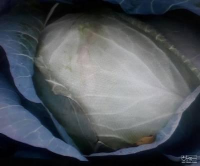 فروش کلم برگ سفید