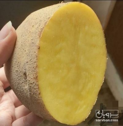 فروش سیب زمینی جلی 2