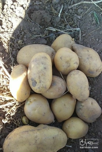 فروش سیب زمینی جلی