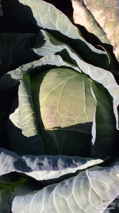 فروش کلم‌سفید