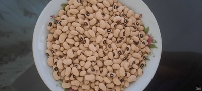 فروش لوبیا چشم بلبلی