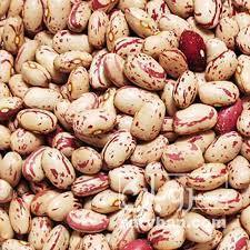 فروش لوبیا چیتی