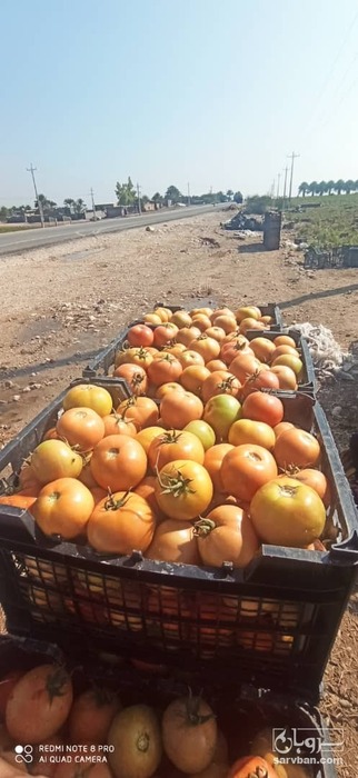 فروش گوجه فرنگی دورنگ پارسیان