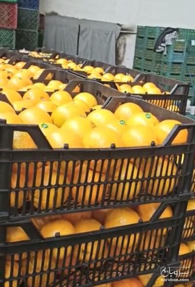 فروش پرتقال
