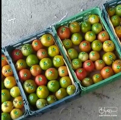 فروش گوجه فرنگی 8320 دورنگ