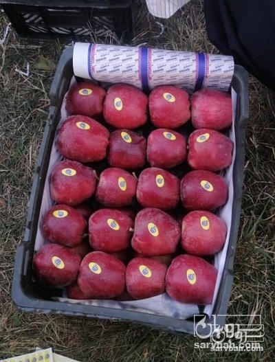 فروش سیب قرمز