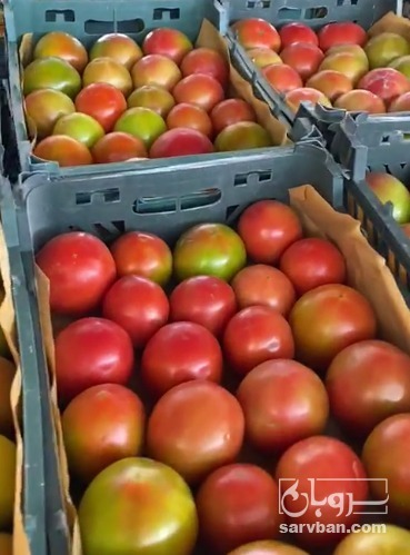 فروش گوجه فرنگی 8320 دورنگ