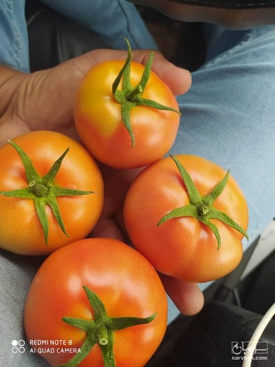 فروش گوجه فرنگی موناکو