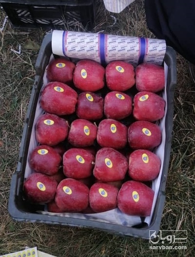 فروش سیب قرمز