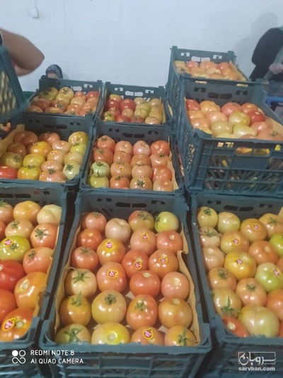 فروش گوجه فرنگی دورنگ نهاوند