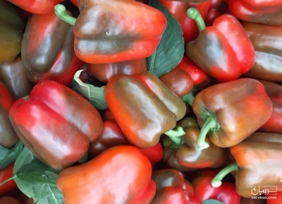 فروش فلفل دلمه ای