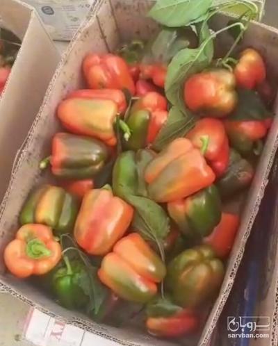 فروش فلفل دلمه ای