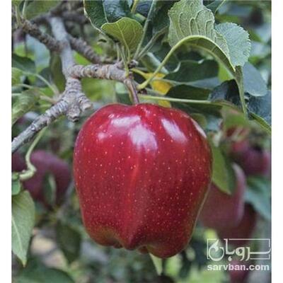 فروش سیب