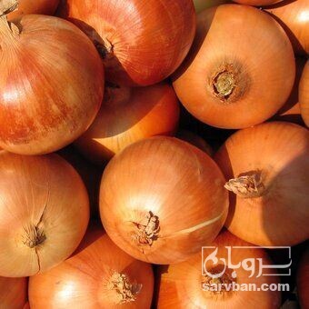 خرید پیاز