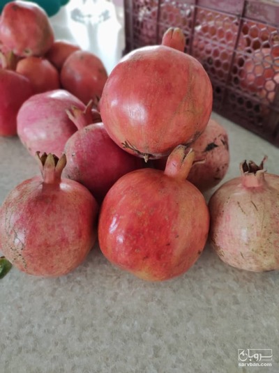 فروش انار عالی
