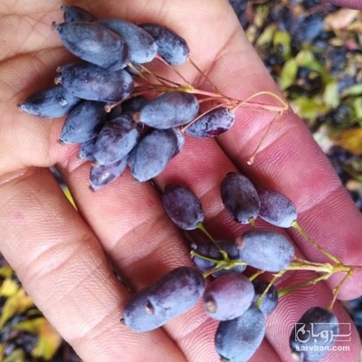 فروش زرشک کوهی