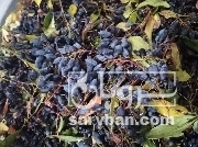 فروش زرشک کوهی دارویی