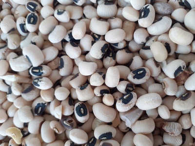 فروش لوبیا چشم بلبلی