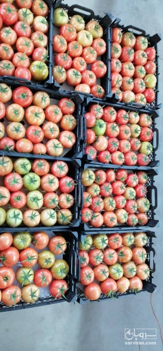 فروش گوجه فرنگی نیوتن