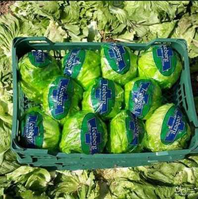 فروش کلم برگ