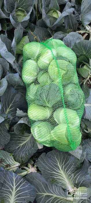 فروش کاهوایسبرگ