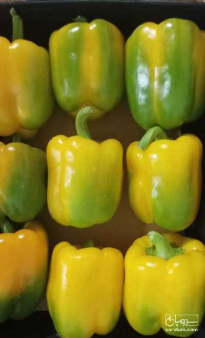 فروش فلفل دلمه ای