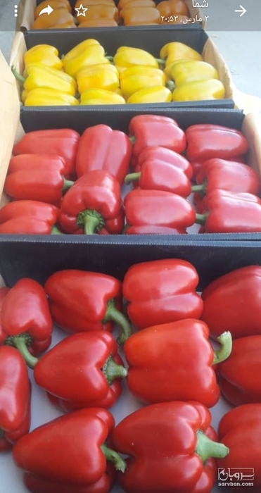 فروش فلفل صادراتی