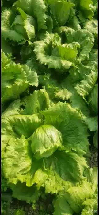 فروش کاهو آیسبرگ