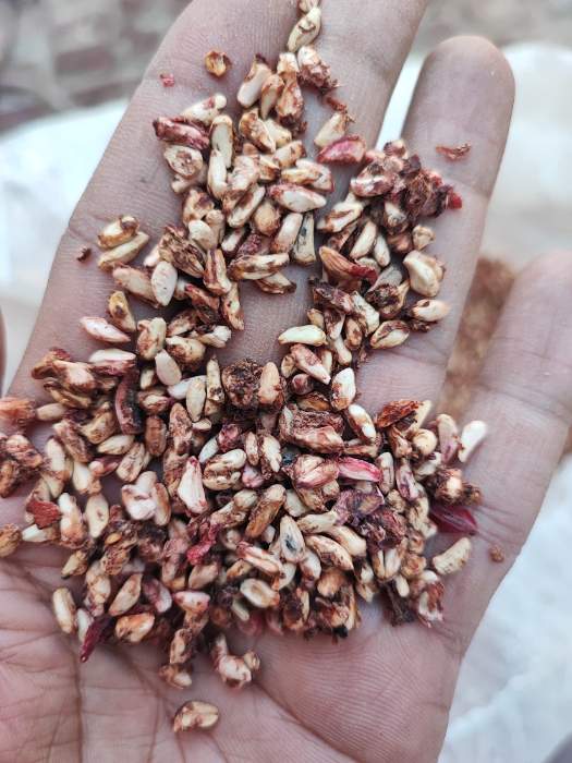 فروش هسته - دانه انار