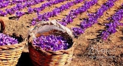 فروش زعفران سوپر نگین (گیاه‌ دارویی)