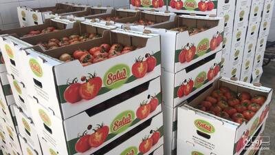 خرید گوجه فرنگی