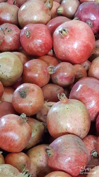 فروش انار