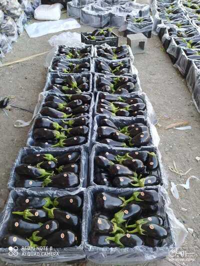 فروش بادمجان قلمی صادراتی