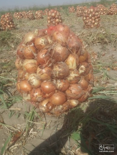 فروش پیاز طلائی